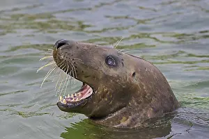Call Prints: Grey (Halichoerus grypus) seal