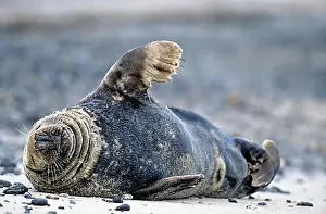 Coast Prints: Grey (Halichoerus grypus) seals sleeping relaxed on the beach (Grey Seal) (Horsehead Seal)