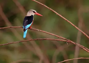 Senegal Prints: Grey-headed Kingfisher (Halcyon leucocephala) adult