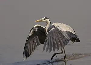 Wing Prints: Grey Heron (Ardea cinerea) adult