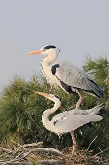 Herons Prints: Grey Heron Ardea Cinerea Adults Mating Photographed In The Camargue, France