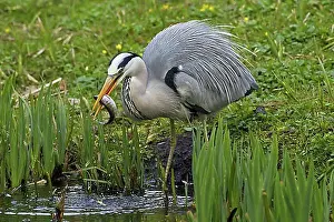 Feed Prints: Grey Heron (Ardea cinerea) eating caught fish in beak, Germany, Europe
