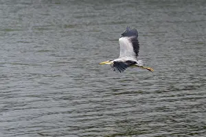 Grey Prints: Grey Heron (Ardea cinerea) flying over shallow water at Restronguet Creek in Cornwall