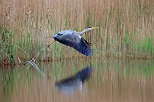 Water S Prints: Grey Heron (Ardea cinerea) take off flying Hickling Norfolk UK May