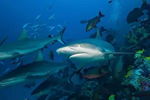 Dangerous Prints: Grey reef sharks, Carcharhinus amblyrhynchos, Nagali, Fiji, Oceania