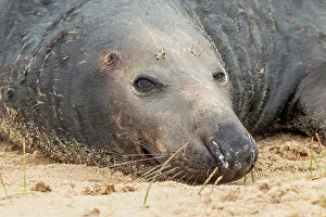 Overweight Prints: Grey seal bull (Halichoerus grypus) breeding colony