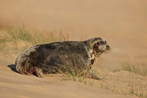 Breeding Prints: Grey seal female (Halichoerus grypus) just given birth