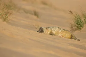 Seal Prints: Grey seal newborn pup (Halichoerus grypus) breeding colony