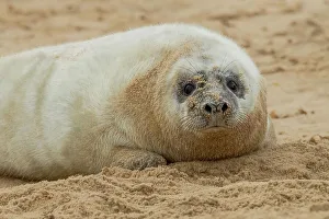 Seal Prints: Grey seal pup (Halichoerus grypus) breeding colony