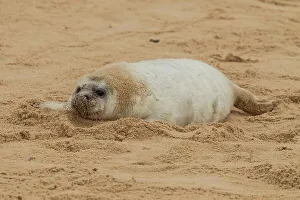 Seal Prints: Grey seal pup (Halichoerus grypus) breeding colony