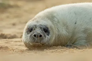 Grey seal pup (Halichoerus grypus) breeding colony