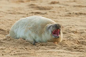 Seal Prints: Grey seal pup (Halichoerus grypus) breeding colony