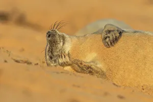 Breeding Prints: Grey seal pup (Halichoerus grypus) breeding colony