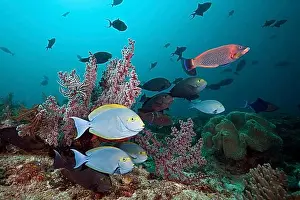 Australasia Prints: Grey surgeonfish on the reef, Acanthurus mata, Raja Ampat, West Papua, Indonesia, Asia