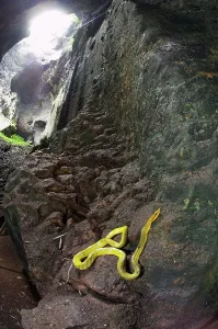 Island Of Borneo Prints: Grey-Tailed Racer (Gonyosoma oxycephalum) resting on rocks in Gomantong Caves