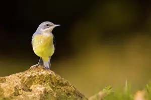 Chordate Prints: Grey Wagtail (Motacilla cinerea) on rock, Vaucluse, France