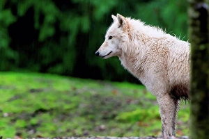 Standing Up Prints: Grey Wolf, Seattle, Washington, USA