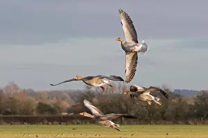 Water Fowl Prints: Greylag Goose (Anser anser) four adults