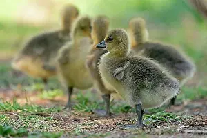 Young Animals Prints: Greylag goose (Anser anser) with chicks, wildlife, Germany, Europe