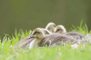 Hessia Prints: Greylag goose (Anser anser), chicks resting in the grass, Hesse, Germany, Europe