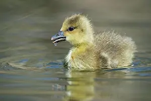 Young Animals Prints: Greylag goose (Anser anser) Goessel, Lower Saxony, Germany, Europe