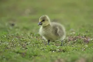 Young Animals Prints: Greylag goose (Anser anser) juvenile baby gosling bird standing on grassland