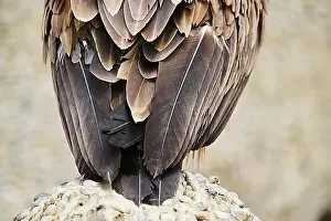 Close View Prints: Griffon vulture (Gyps fulvus), feathers, tail, detail, Spain, Europe
