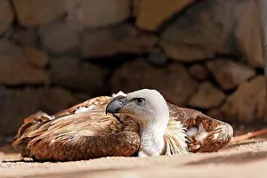 Canary Islands Prints: Griffon Vulture, Gyps fulvus, Palmitos Park, Gran Canaria, Spain, Europe