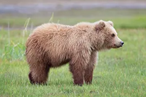 Focusing Prints: Grizzly bear/Alaska brown bear Ursus arctos horribilis