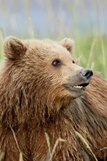 Focusing Prints: Grizzly bear/Alaska brown bear Ursus arctos horribilis