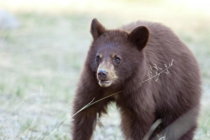 Brown Bear Prints: Grizzly Bear Cub, Jasper National Park, Alberta, Canada