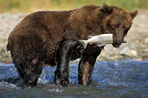 Feeding Prints: Grizzly Bear with a Pink Salmon Catch, Katmai National Park and Preserve, Alaska