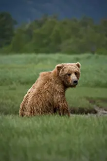 Wilderness Area Prints: Grizzly bear siting in a green grassy meadow