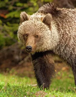 Grizzly Prints: Grizzly Bear - Ursus arctos - Alberta, Canada