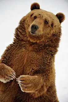 Cold Temperature Prints: Grizzly bear Ursus arctos, Bozeman, Montana, USA