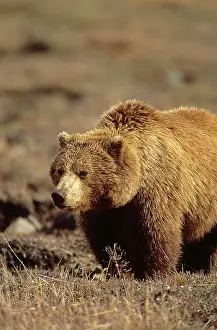 Hobbs Prints: Grizzly Bear, Ursus arctos, Denali National Park, Alaska, BC, Canada
