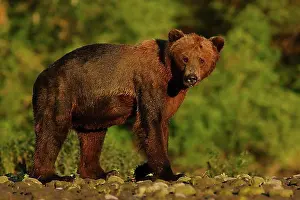 Adult Animal Prints: Grizzly Bear (Ursus arctos horribilis) adult