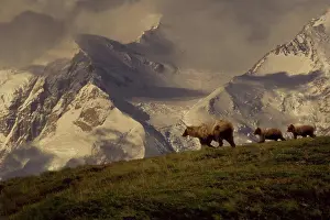Composite Prints: Grizzly Family walking along ridge Interior AK fall scenic
