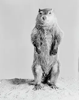 : Groundhog (Marmota monax) standing on hind legs