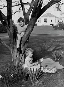 King Of Great Britain Prints: The grounds at Windsor provide plenty of entertainment a tree for Prince Charles and daffodils for Princess Anne