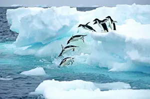 Peninsula Prints: A group of Adelie penguins Pygoscelis adelie leaving their nesting colony on a foraging trip