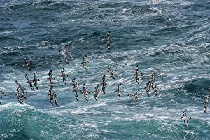 Drake Passage Prints: A group of Cape Petrels (Daption capense) and Southern Fulmars (Fulmarus glacialoides)