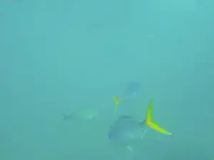 Calm Prints: A group of fish swimming in the calm turquoise waters of a marine environment