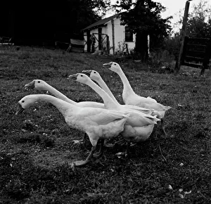 Pasture Prints: Group of Ganders