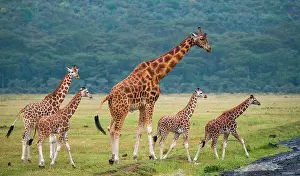 Naturalness Prints: Group of giraffes (Giraffa camelopardalis tippelskirchi) in the savanna