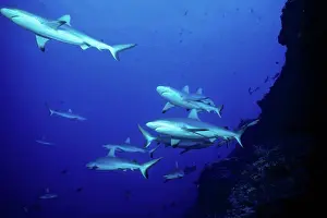 Benthons Prints: Group Gray reef Shark of French Polynesia