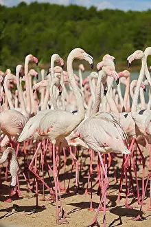 Bunch Of Prints: Group of Greater flamingo (Phoenicopterus roseus) in the sea, France, Europe