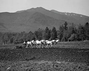 Crops Prints: Group of horses pulling a harrow in a field, New Hampshire, USA