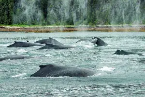 Animal Wildlife Prints: A group of humpback whales travel together to feed in Alaska waters