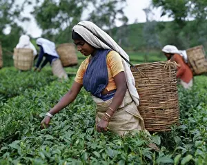 Manual Worker Prints: Group of women picking tea leaves in a field, Nuwara Eliya, Sri Lanka